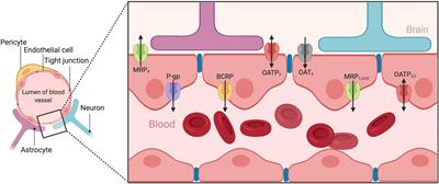 Sex Differences in Blood–Brain Barrier Transport of Psychotropic Drugs